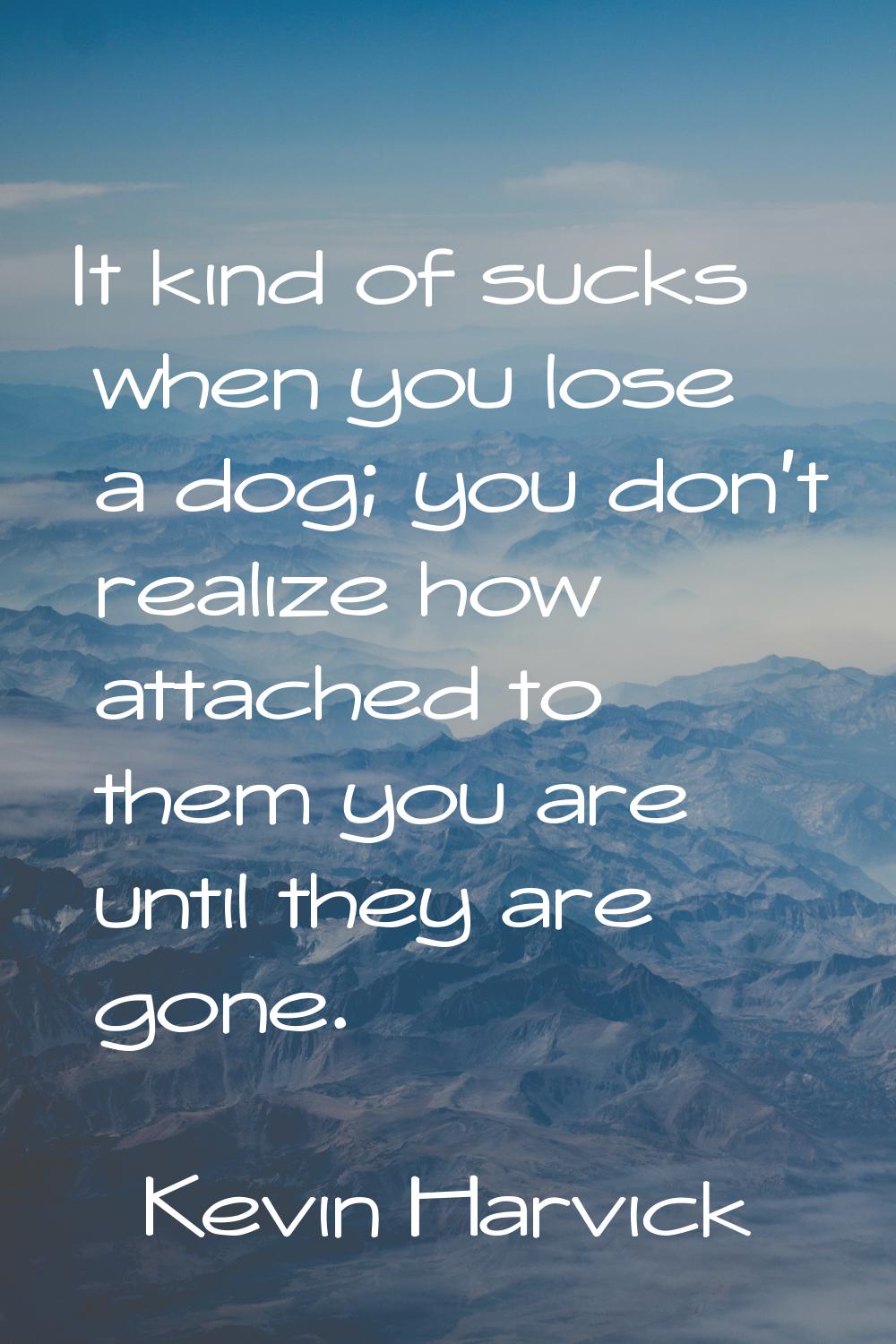 It kind of sucks when you lose a dog; you don't realize how attached to them you are until they are