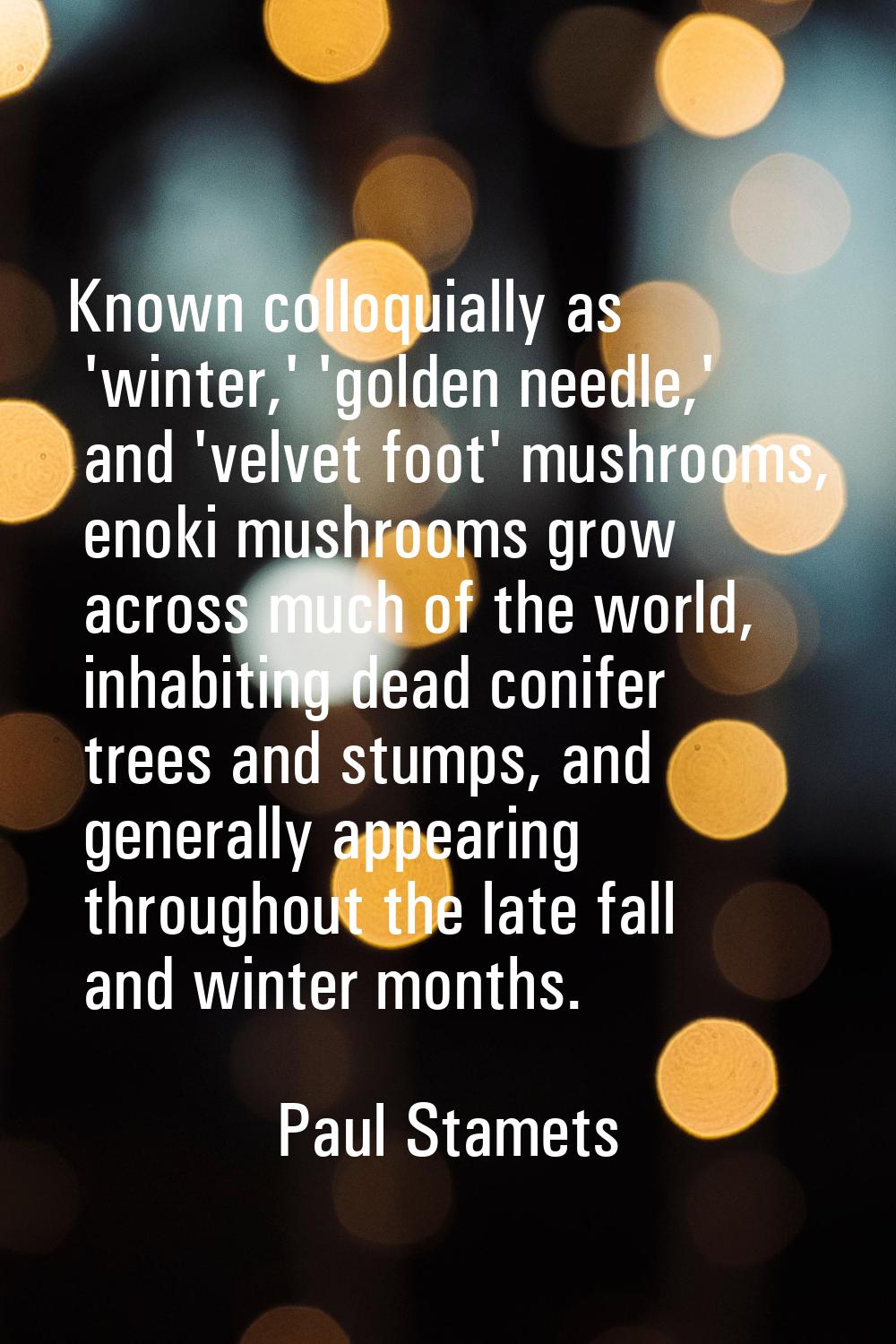 Known colloquially as 'winter,' 'golden needle,' and 'velvet foot' mushrooms, enoki mushrooms grow 