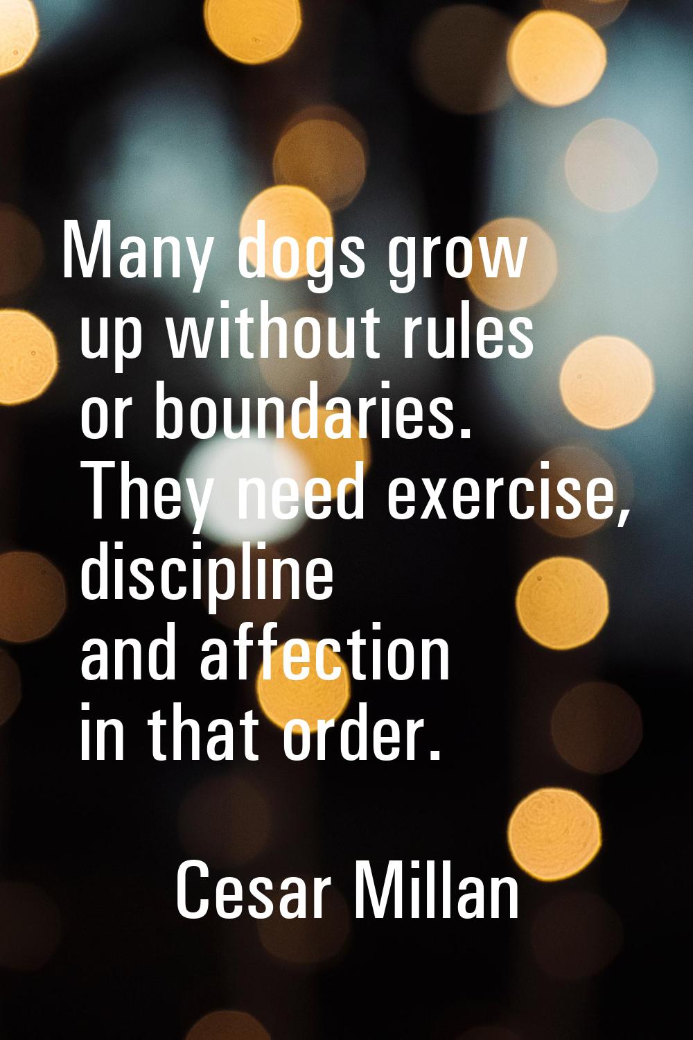 Many dogs grow up without rules or boundaries. They need exercise, discipline and affection in that