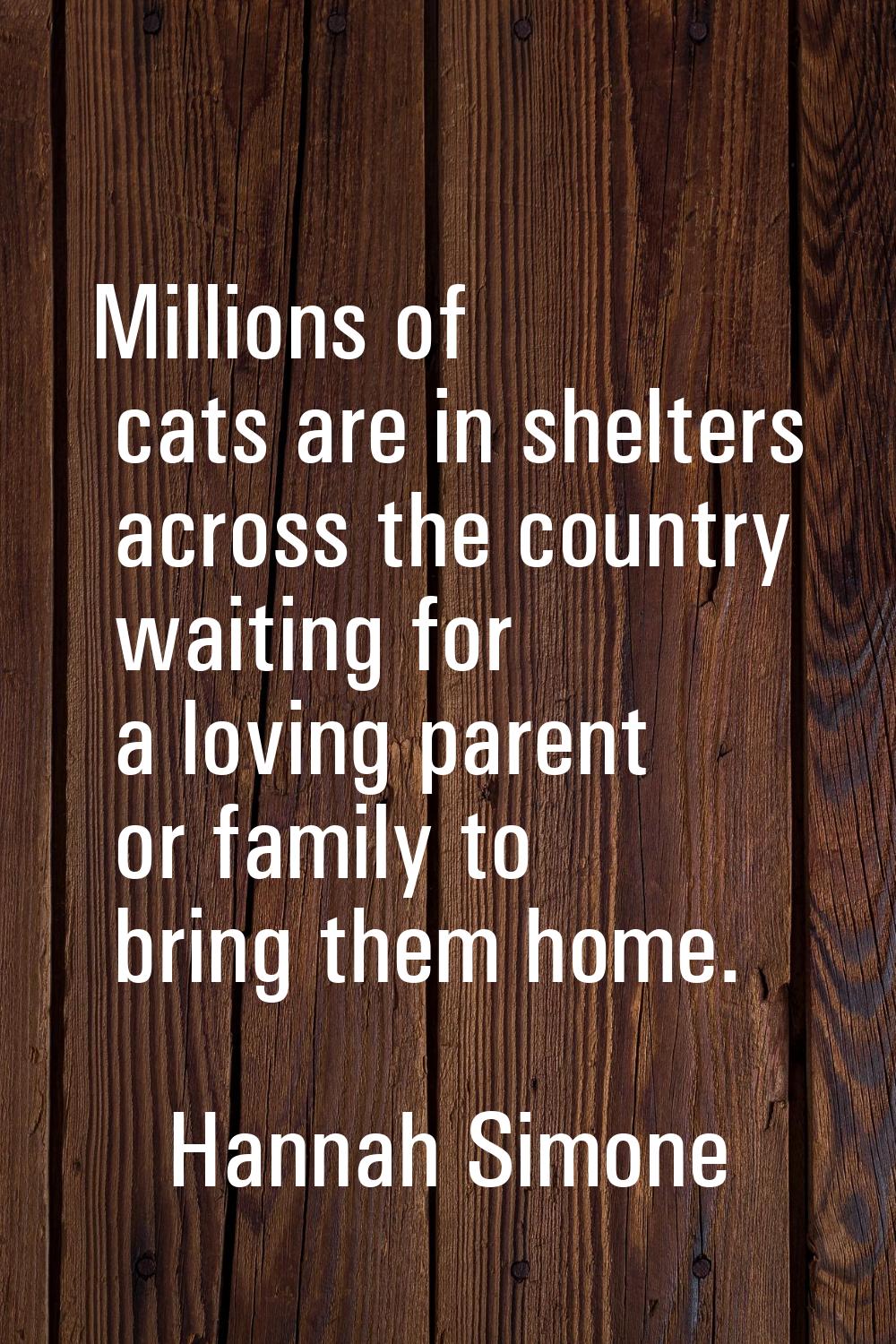 Millions of cats are in shelters across the country waiting for a loving parent or family to bring 