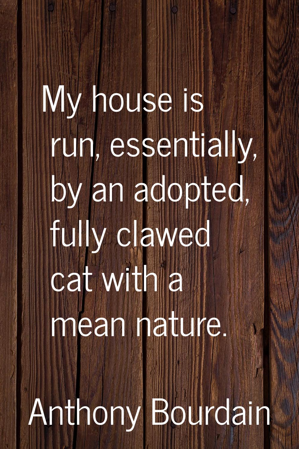 My house is run, essentially, by an adopted, fully clawed cat with a mean nature.