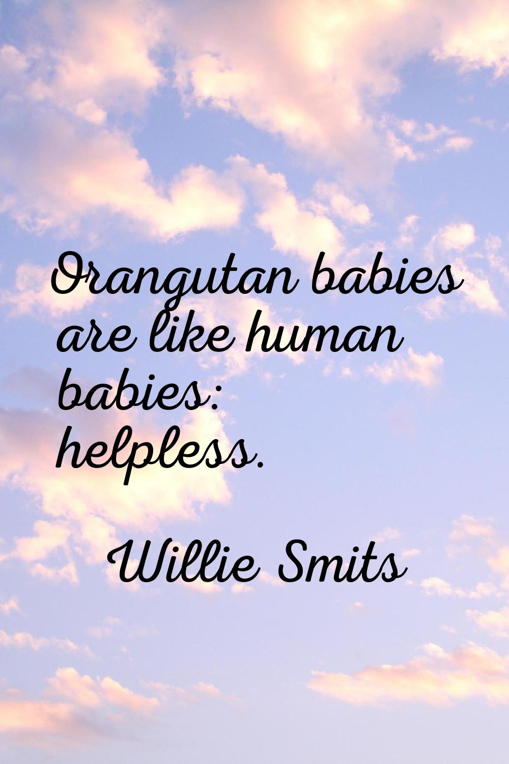 Orangutan babies are like human babies: helpless.