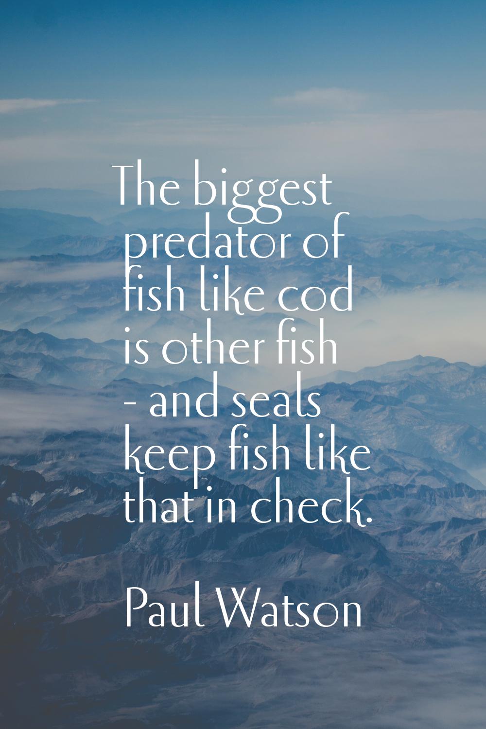 The biggest predator of fish like cod is other fish - and seals keep fish like that in check.