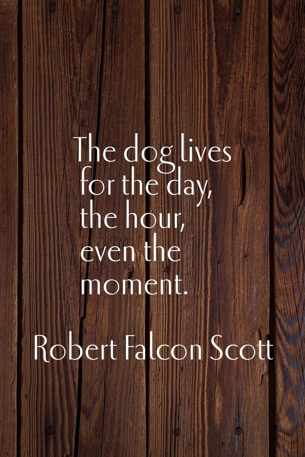 The dog lives for the day, the hour, even the moment.