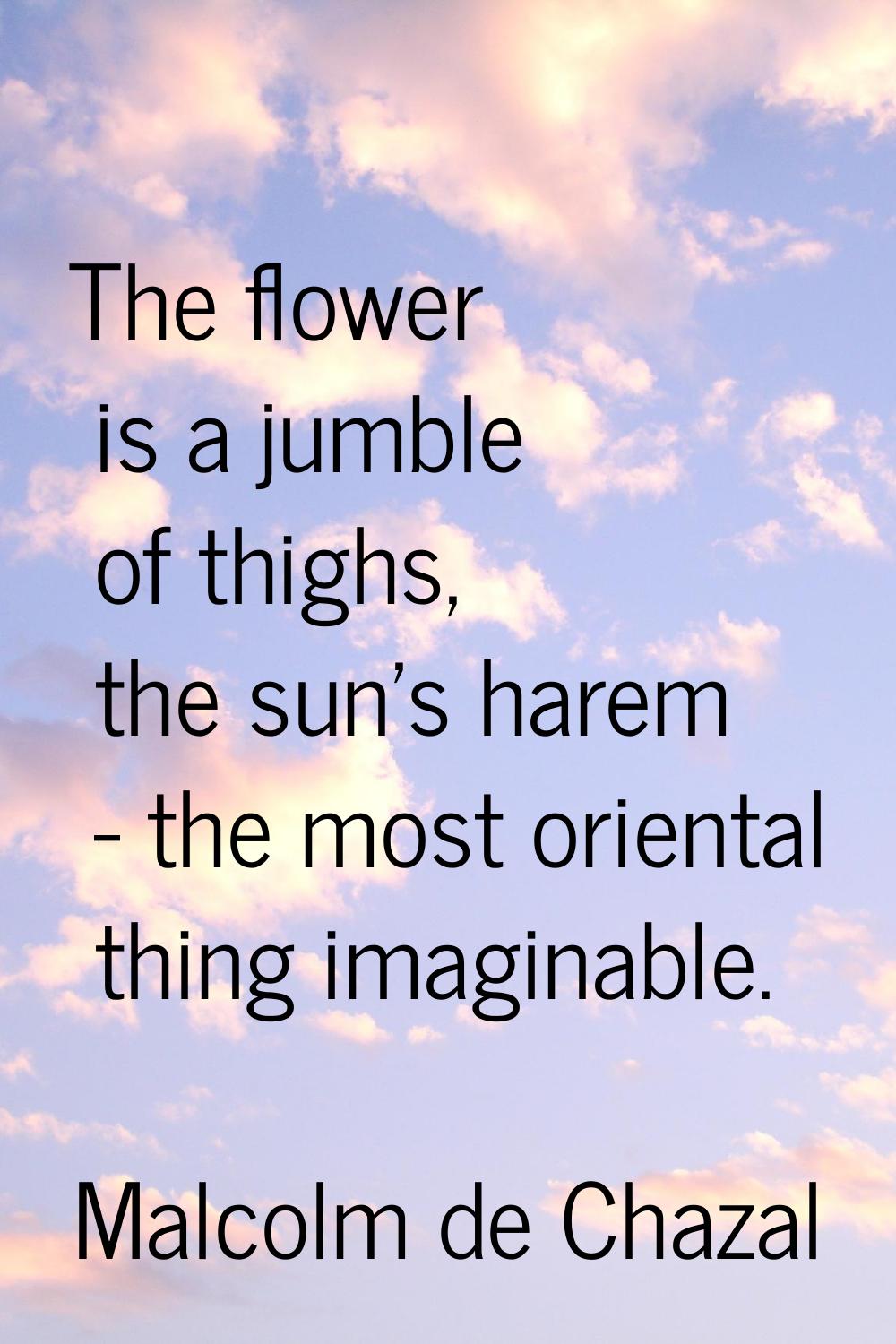 The flower is a jumble of thighs, the sun's harem - the most oriental thing imaginable.