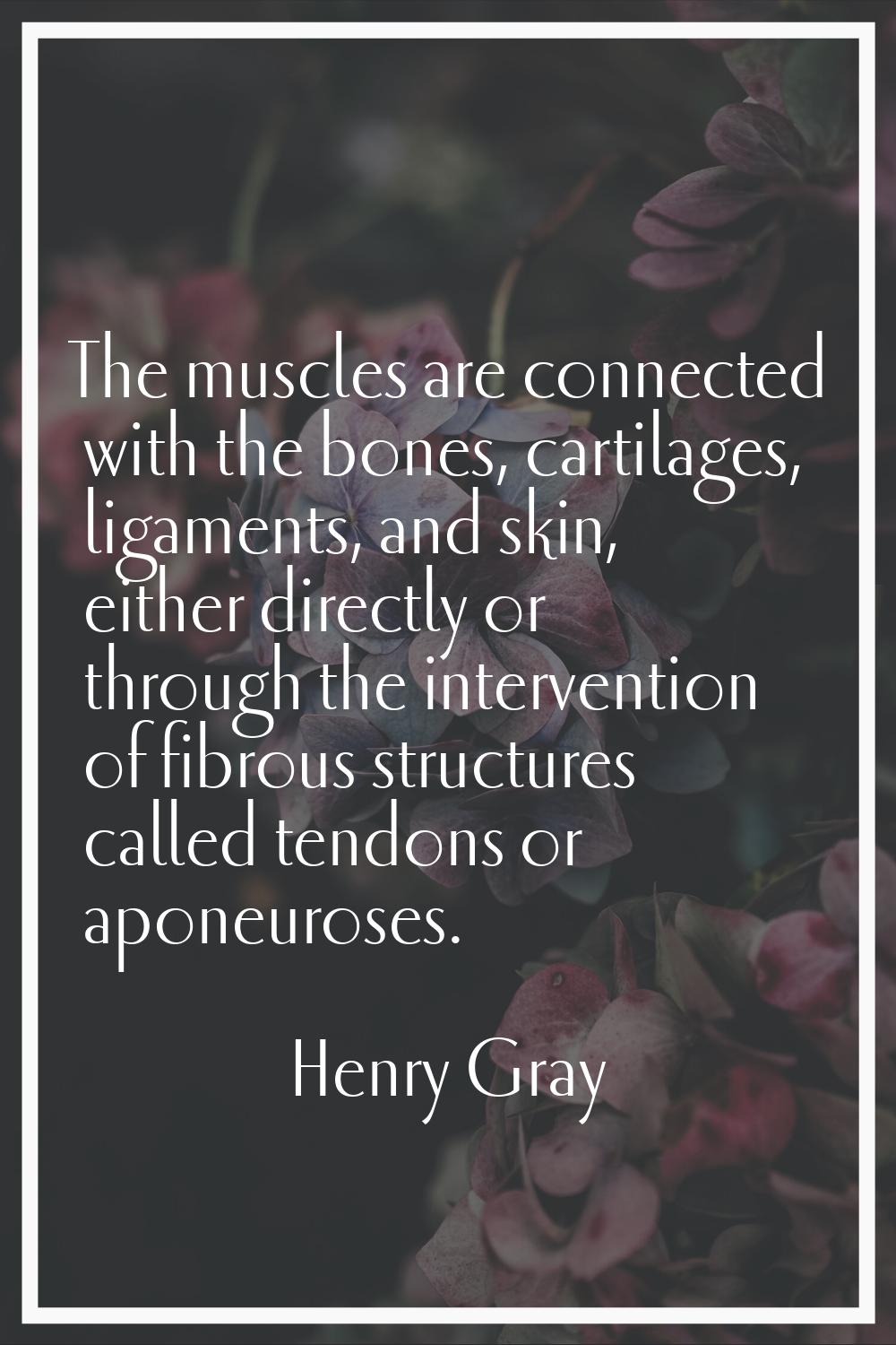 The muscles are connected with the bones, cartilages, ligaments, and skin, either directly or throu