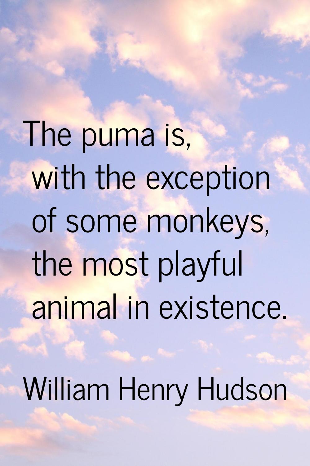 The puma is, with the exception of some monkeys, the most playful animal in existence.
