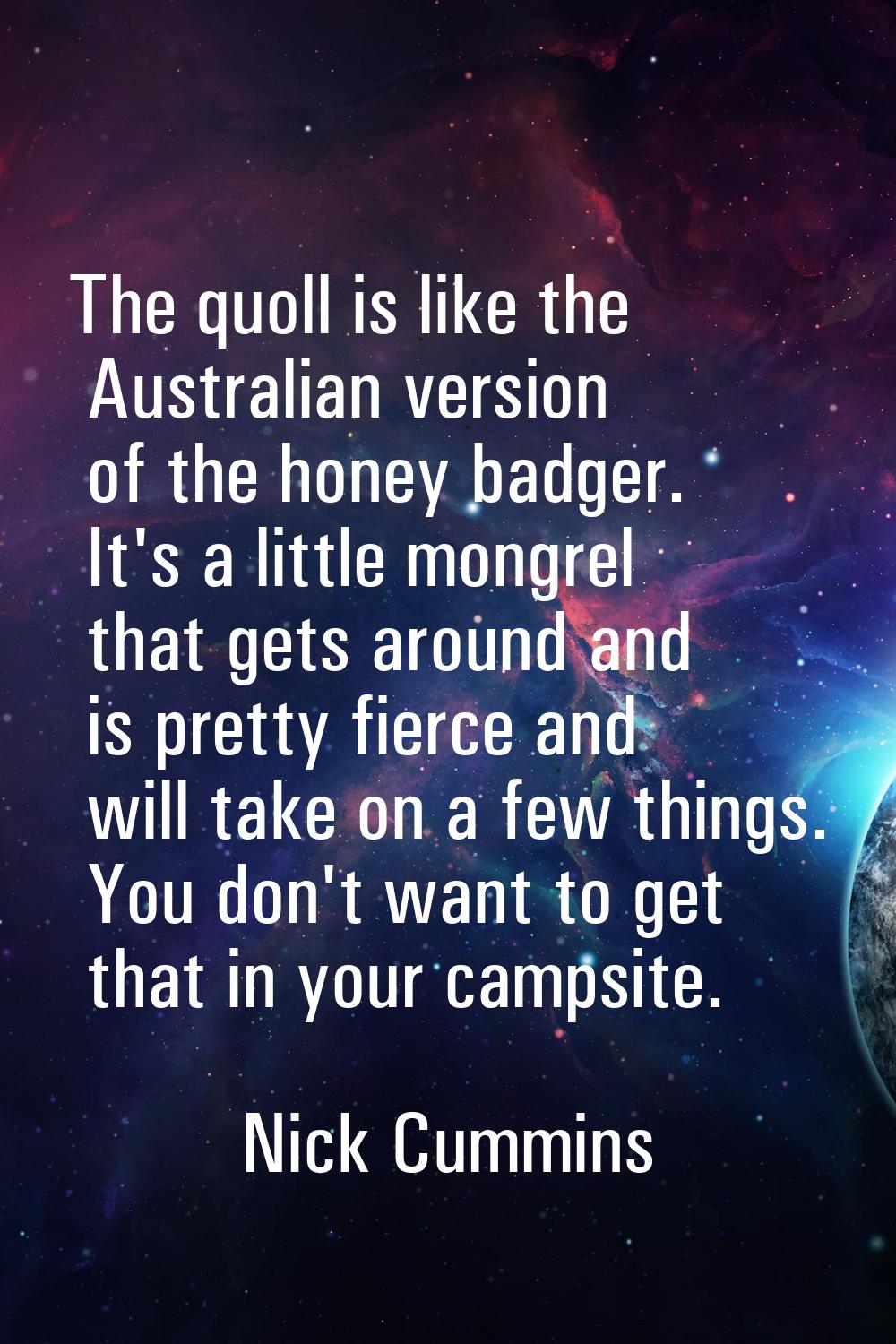 The quoll is like the Australian version of the honey badger. It's a little mongrel that gets aroun