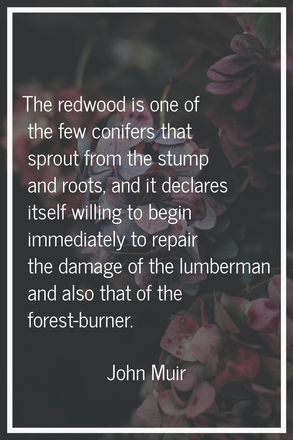 The redwood is one of the few conifers that sprout from the stump and roots, and it declares itself