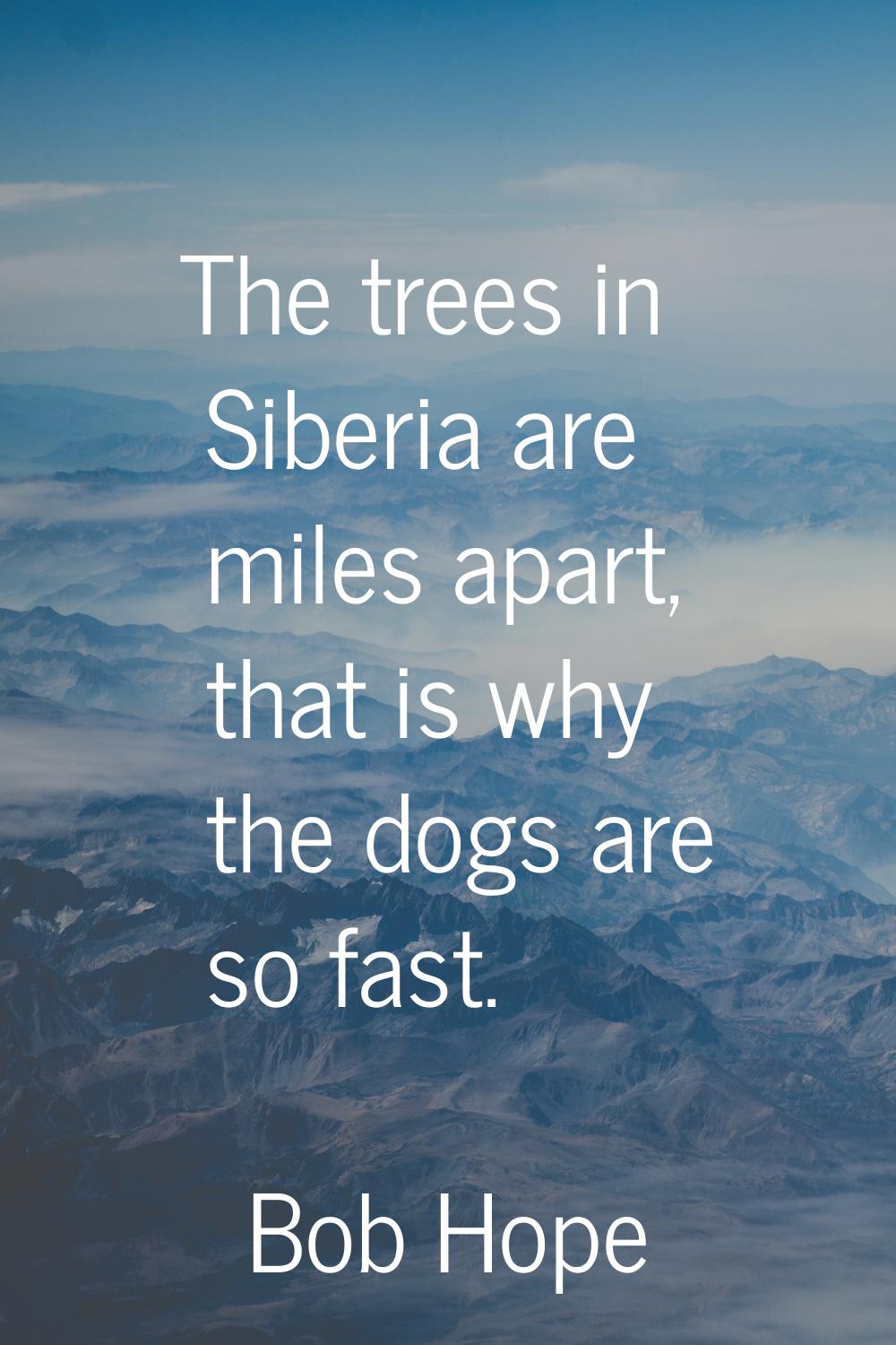 The trees in Siberia are miles apart, that is why the dogs are so fast.