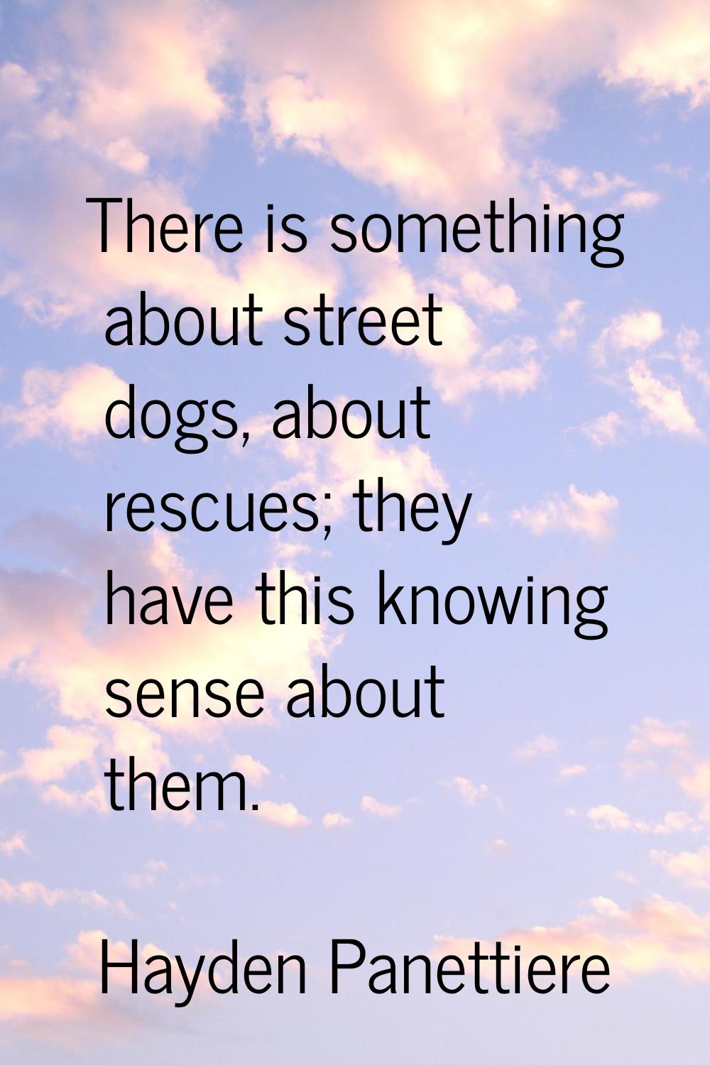 There is something about street dogs, about rescues; they have this knowing sense about them.