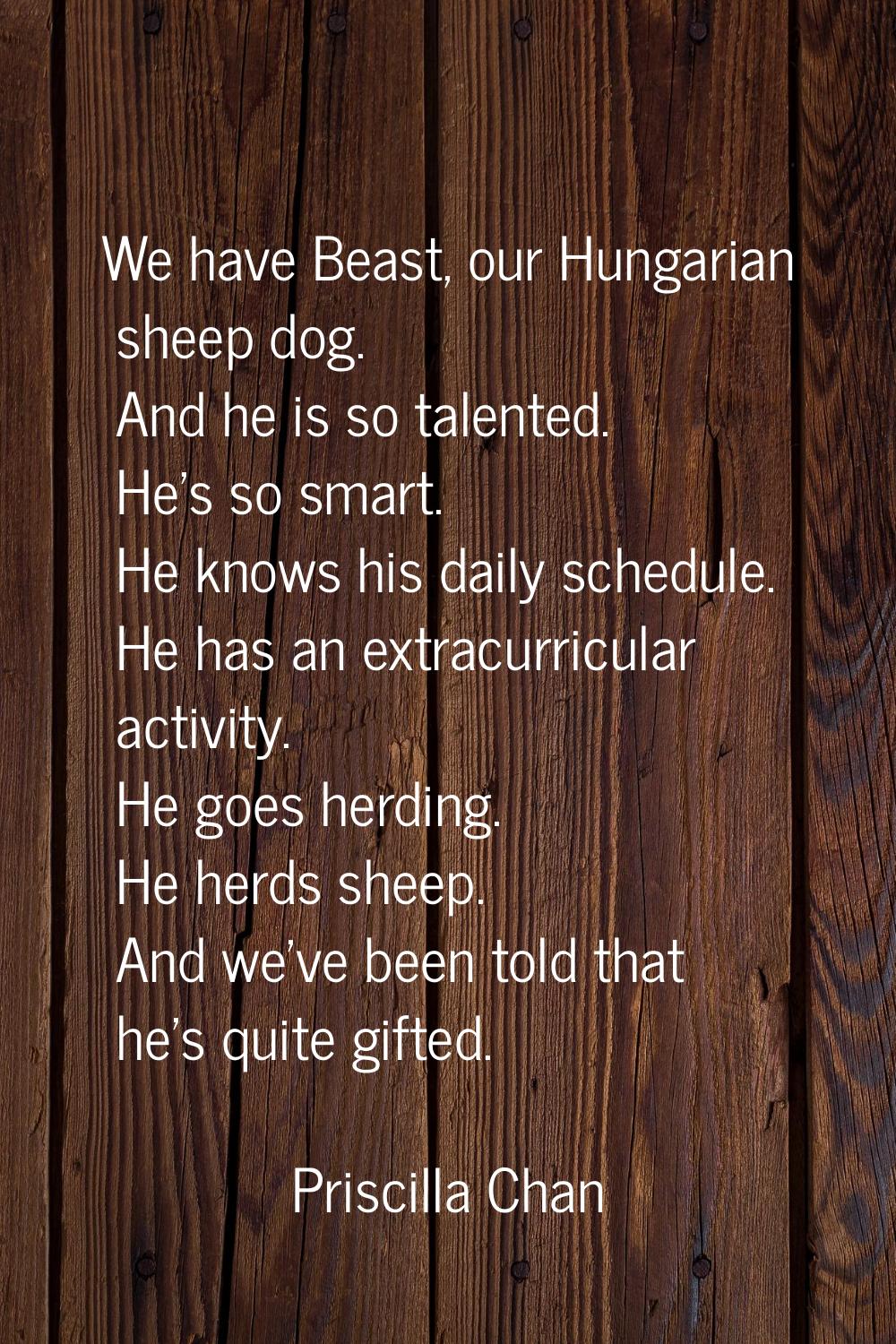 We have Beast, our Hungarian sheep dog. And he is so talented. He's so smart. He knows his daily sc