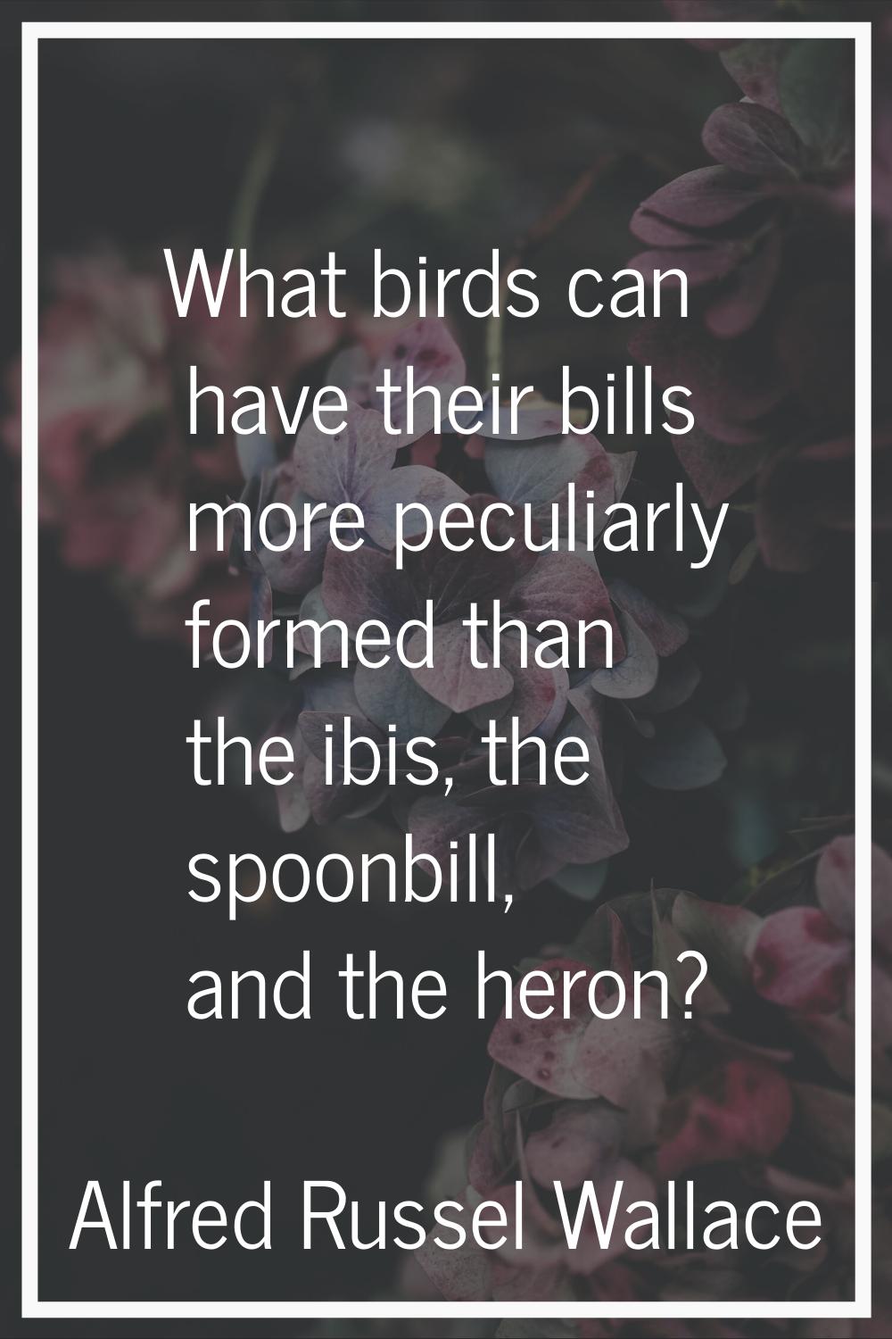 What birds can have their bills more peculiarly formed than the ibis, the spoonbill, and the heron?