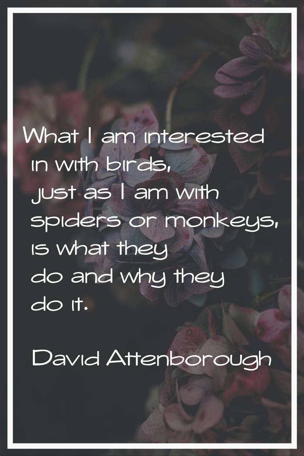 What I am interested in with birds, just as I am with spiders or monkeys, is what they do and why t