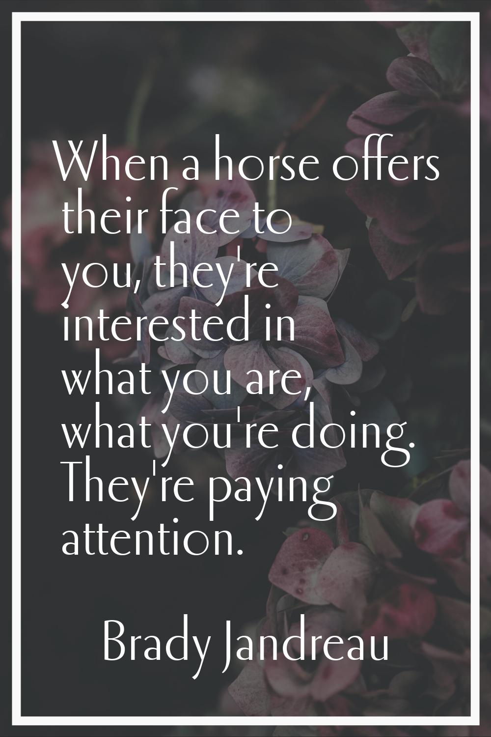When a horse offers their face to you, they're interested in what you are, what you're doing. They'