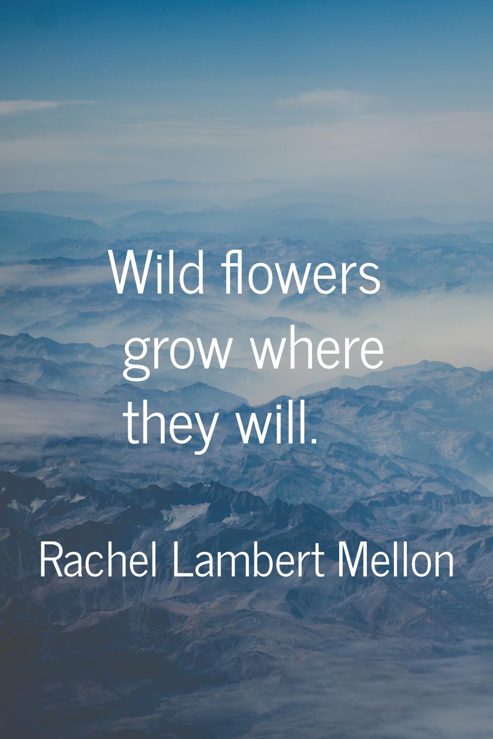 Wild flowers grow where they will.