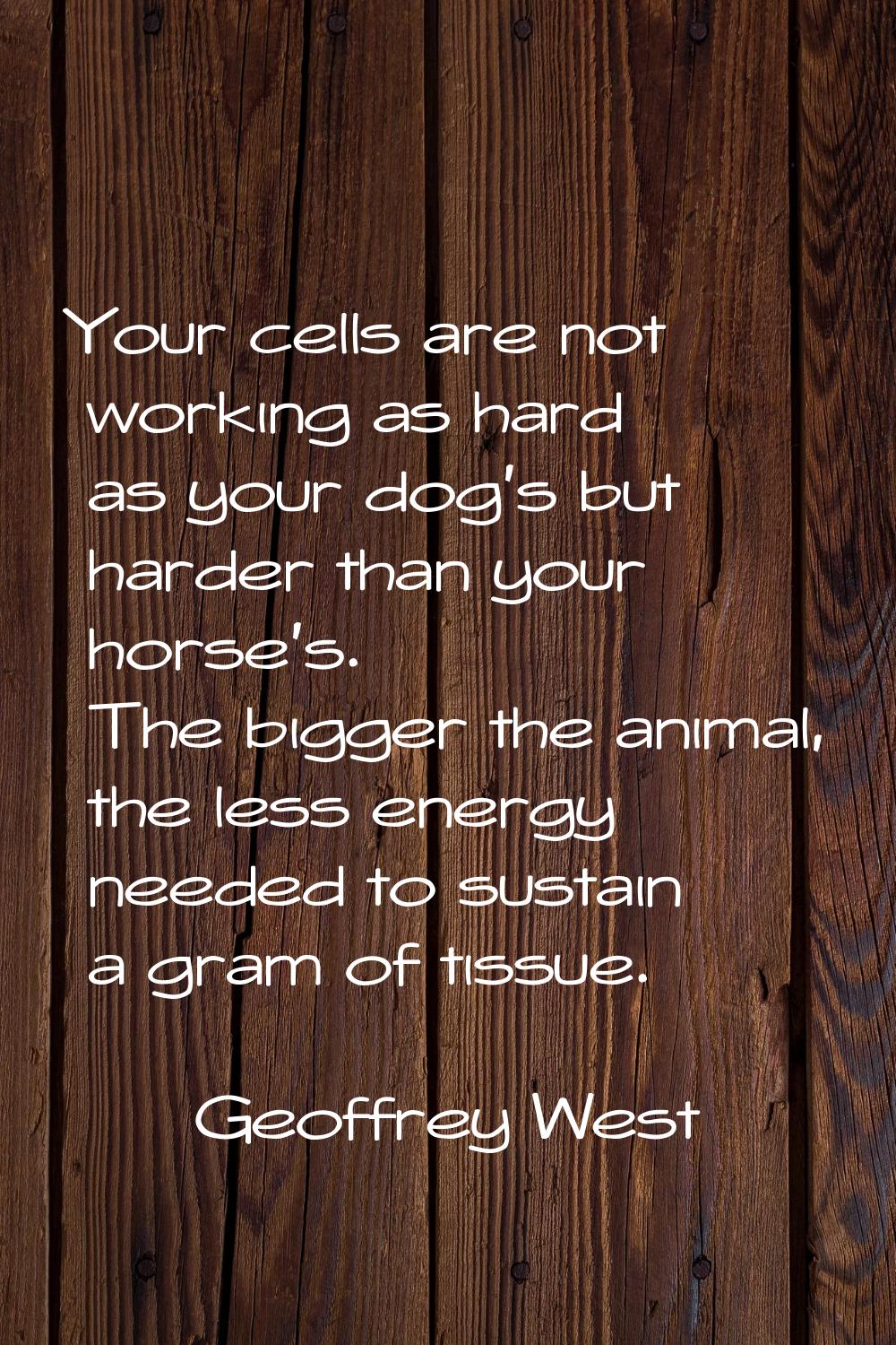 Your cells are not working as hard as your dog's but harder than your horse's. The bigger the anima